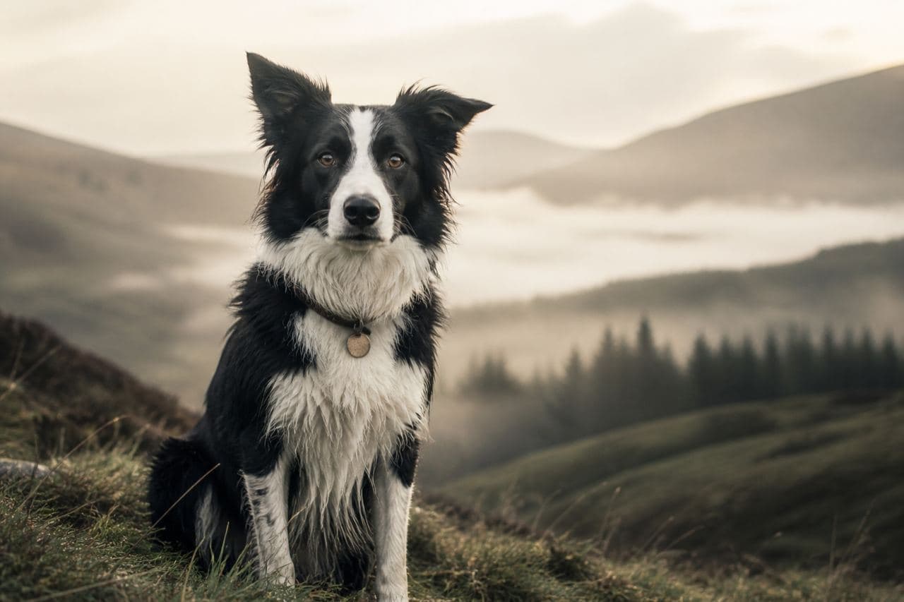 A Border Collie wearing a scannable identity tag